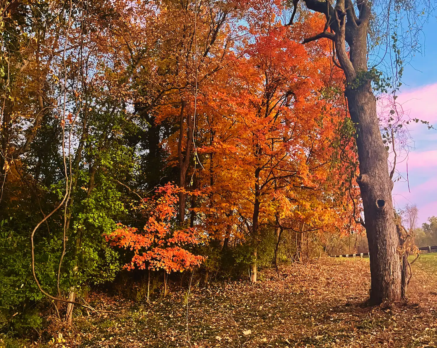 Splash of fall color