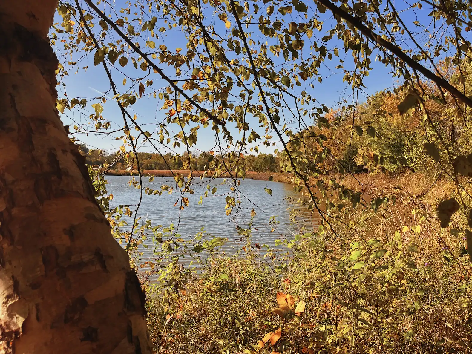 Early autumn's yellow hue