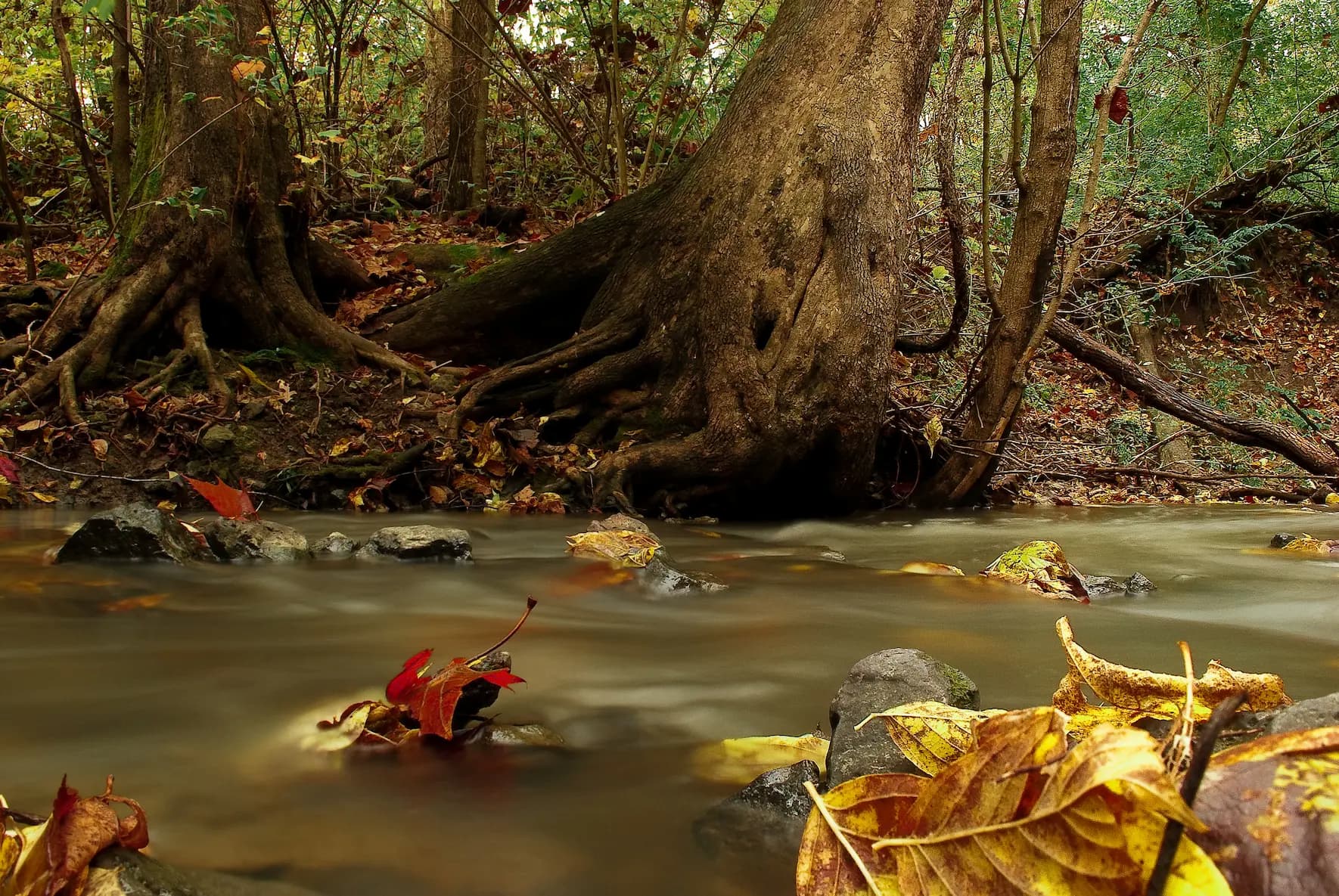 Autumn Trail Running: Best Running Weather