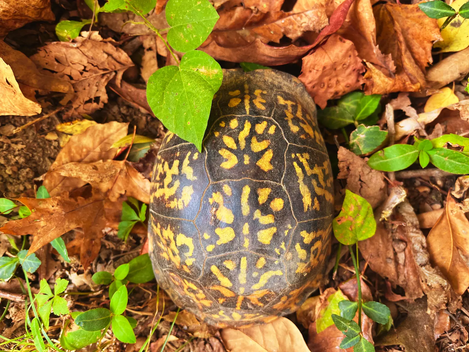 A box turtle hidden amongst the leaves