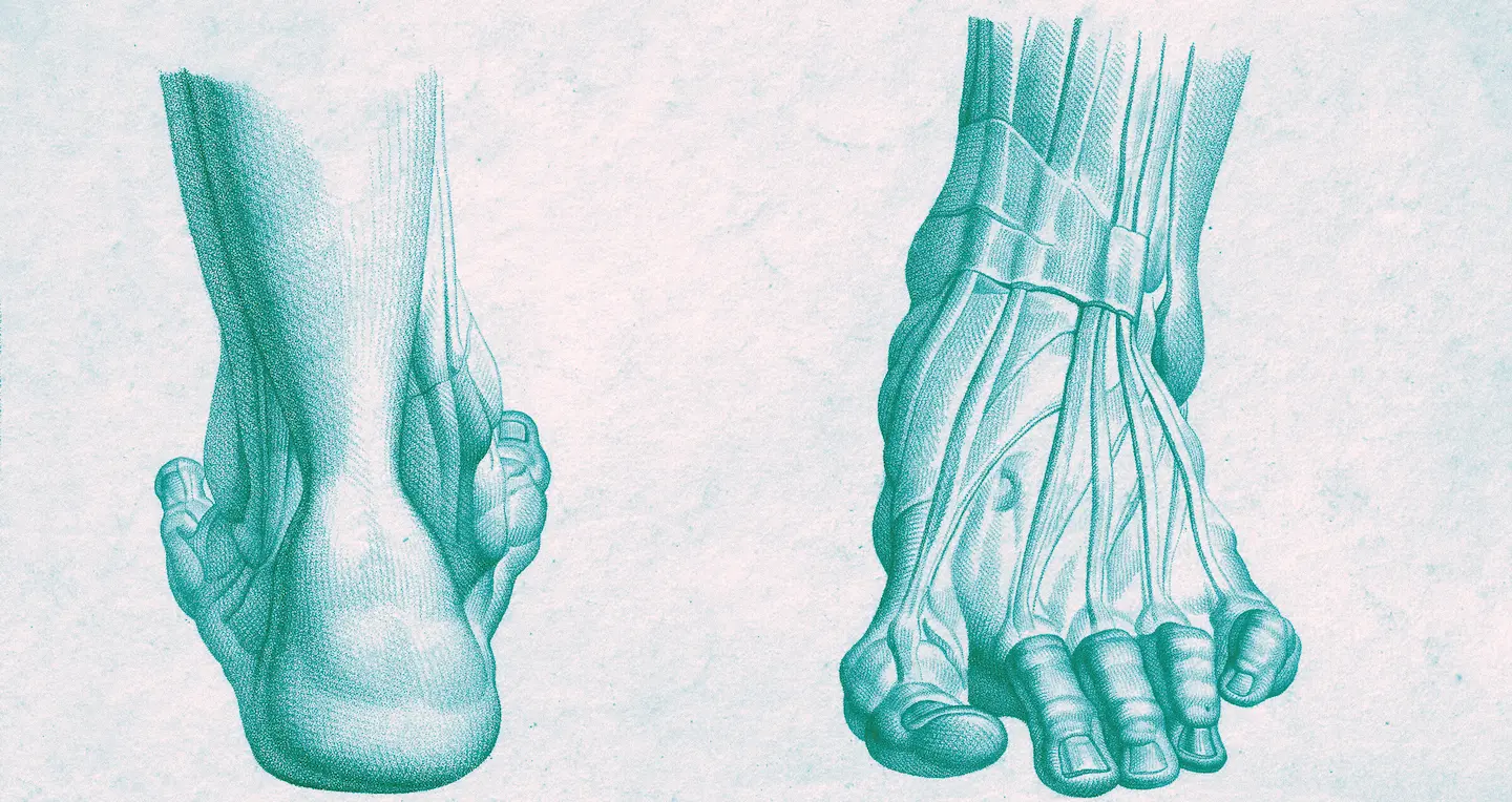 Anatomical Illustration from 1798 (also proof that feet looked weird 200 years ago)